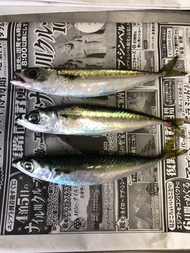 サバの釣果