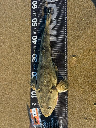 マゴチの釣果