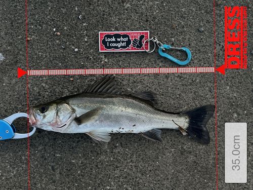 シーバスの釣果