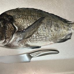 クロダイ