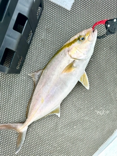 ショゴの釣果