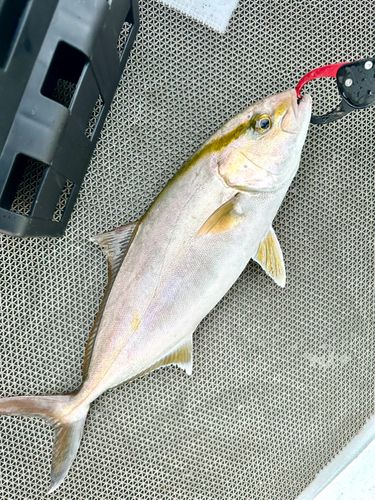 ショゴの釣果