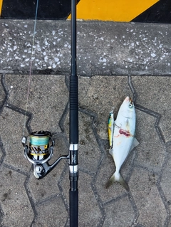 ヤズの釣果