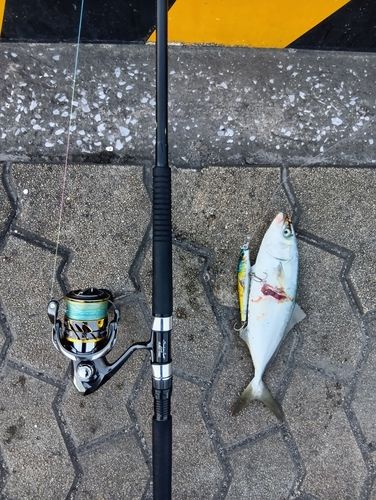 ヤズの釣果