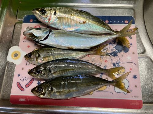 アジの釣果