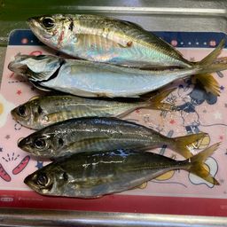 アジ