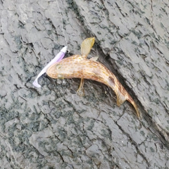 キジハタの釣果