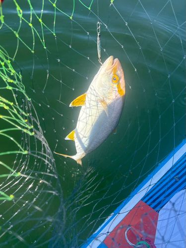 ネリゴの釣果
