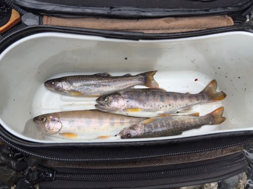 ヤマメの釣果