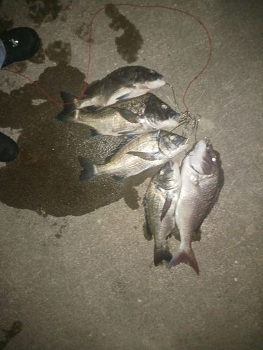 マダイの釣果