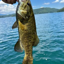 スモールマウスバス