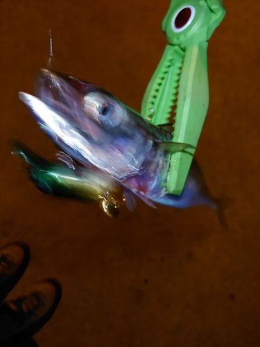 サバの釣果