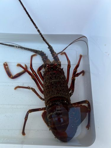 イセエビの釣果