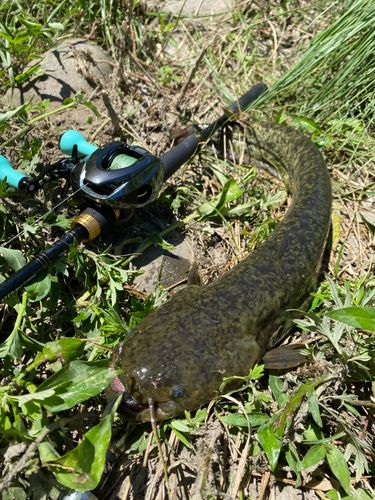 ナマズの釣果