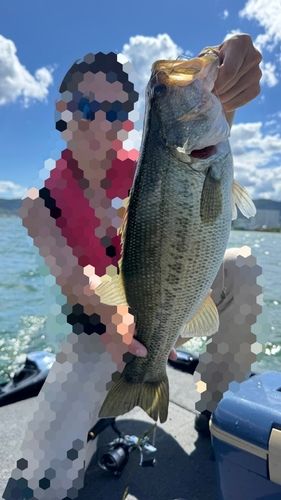 ラージマウスバスの釣果
