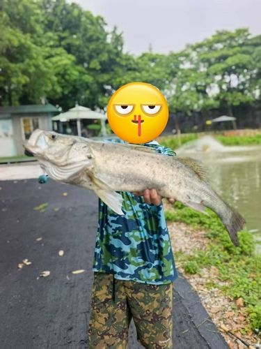 タイリクスズキの釣果