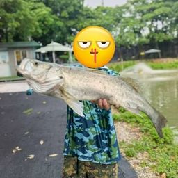 タイリクスズキ