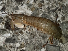 シャコの釣果