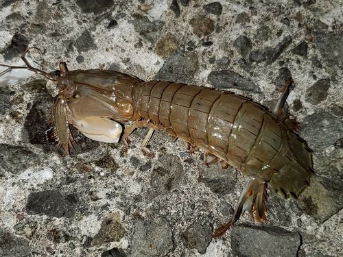 シャコの釣果