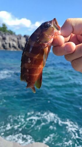 アカハタの釣果