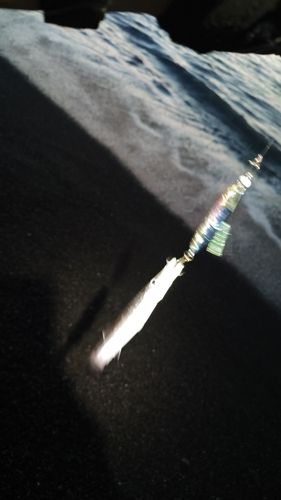 ヤマトカマスの釣果
