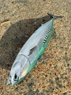ソウダガツオの釣果