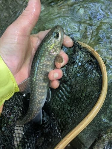 イワナの釣果
