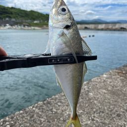 アジ