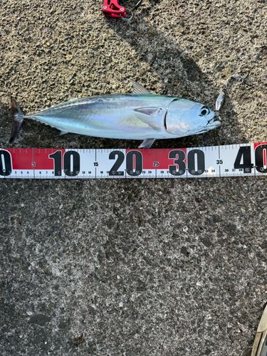マルソウダの釣果