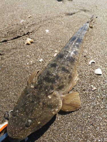 マゴチの釣果