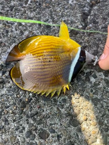 チョウチョウウオの釣果