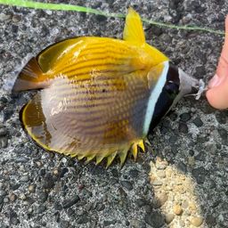 チョウチョウウオ