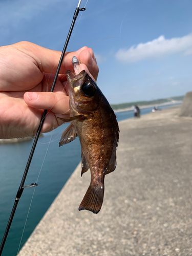 アカメバルの釣果