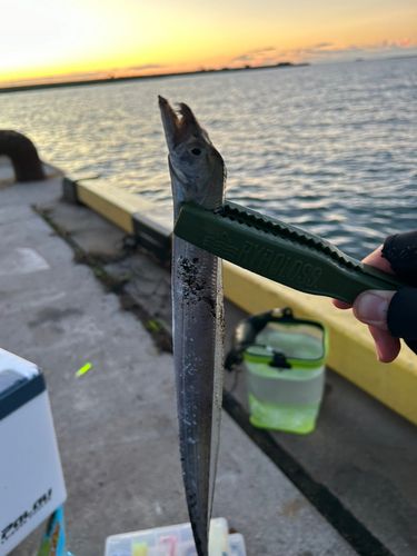 タチウオの釣果