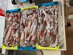 シロイカの釣果
