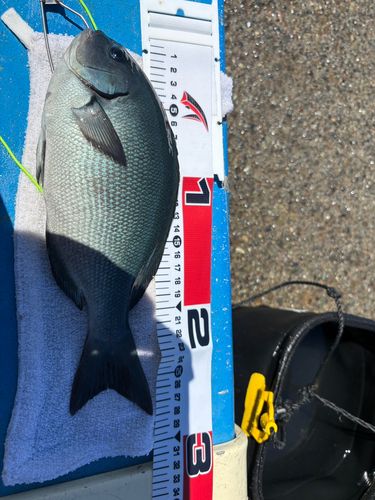 メジナの釣果