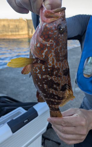 キジハタの釣果
