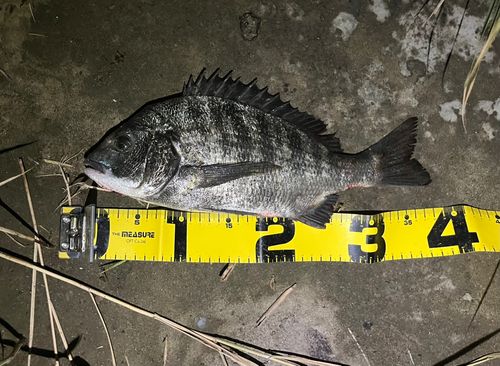 チヌの釣果