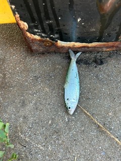 サッパの釣果