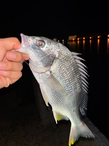 キビレの釣果