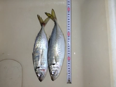 アジの釣果