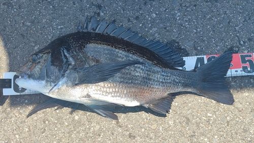 クロダイの釣果