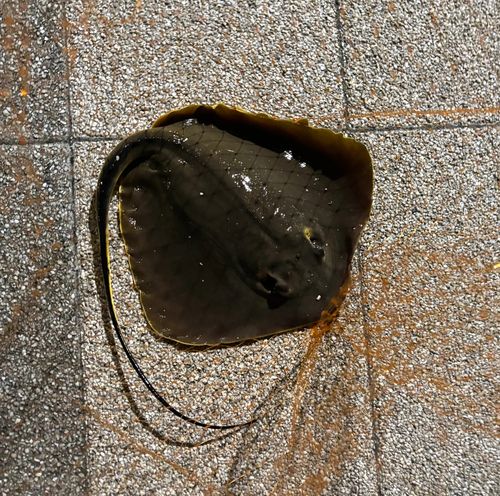 アカエイの釣果