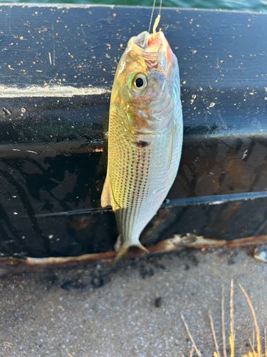 コノシロの釣果