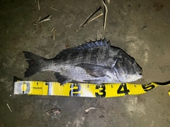 チヌの釣果