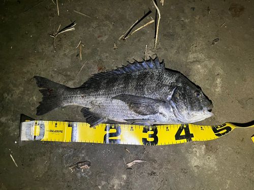 チヌの釣果