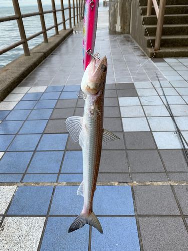 エソの釣果
