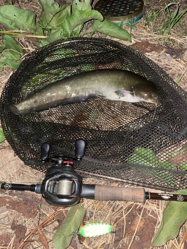 マナマズの釣果