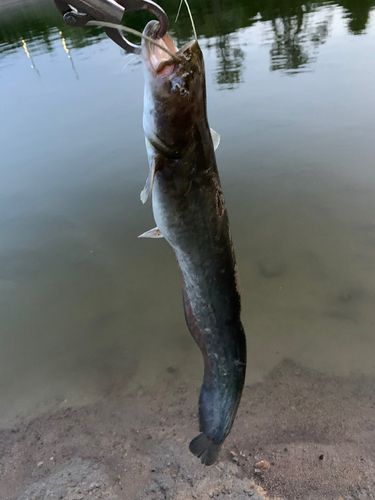 ナマズの釣果