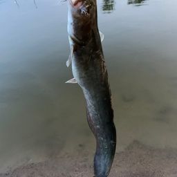 ナマズ